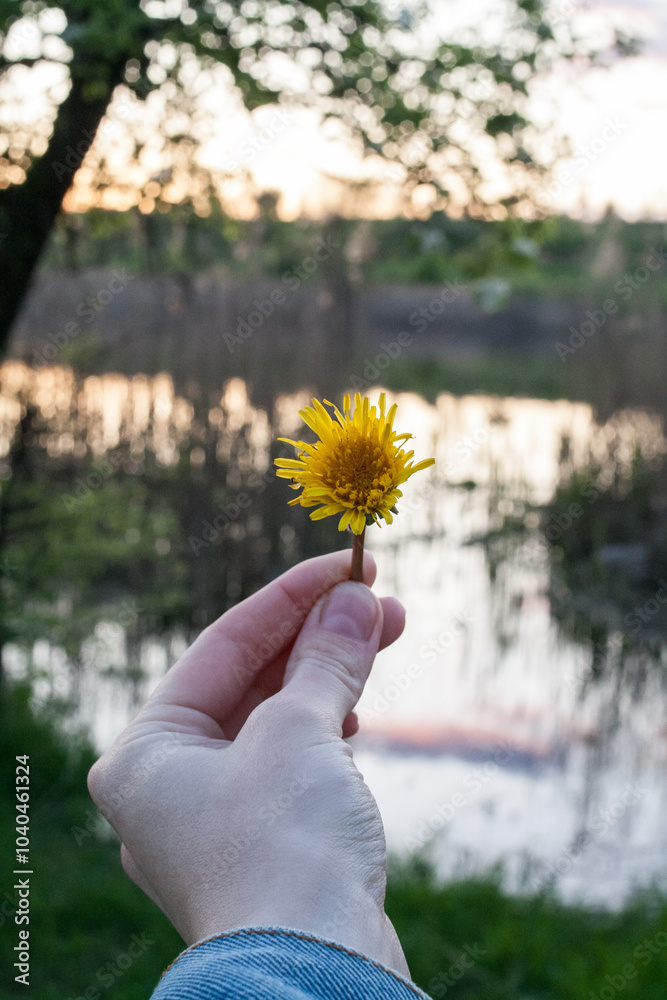 Fototapeta premium dandelion