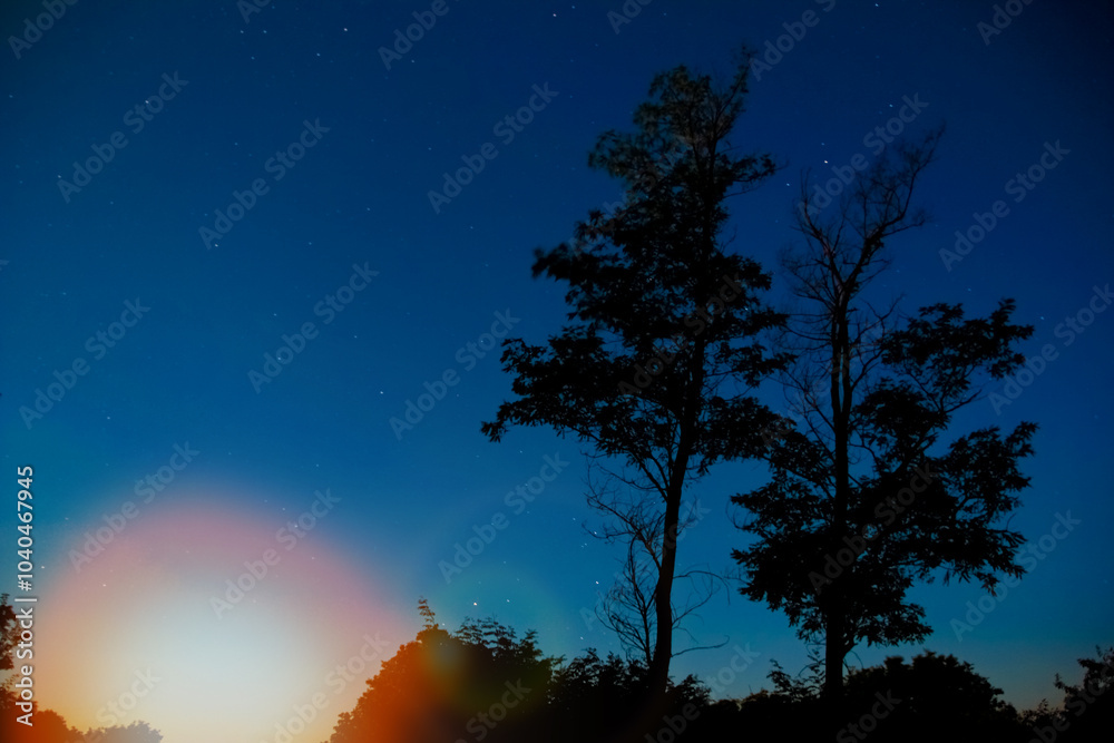 custom made wallpaper toronto digitalbeautiful nature silhouette sky in the park