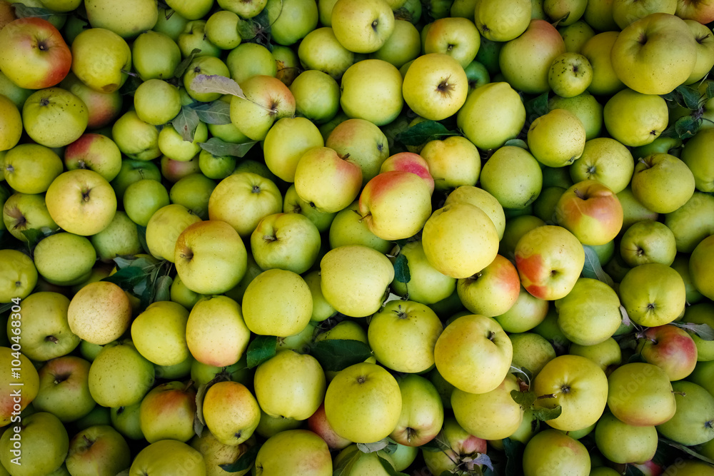 beautiful red green apples background beautiful red green apples background