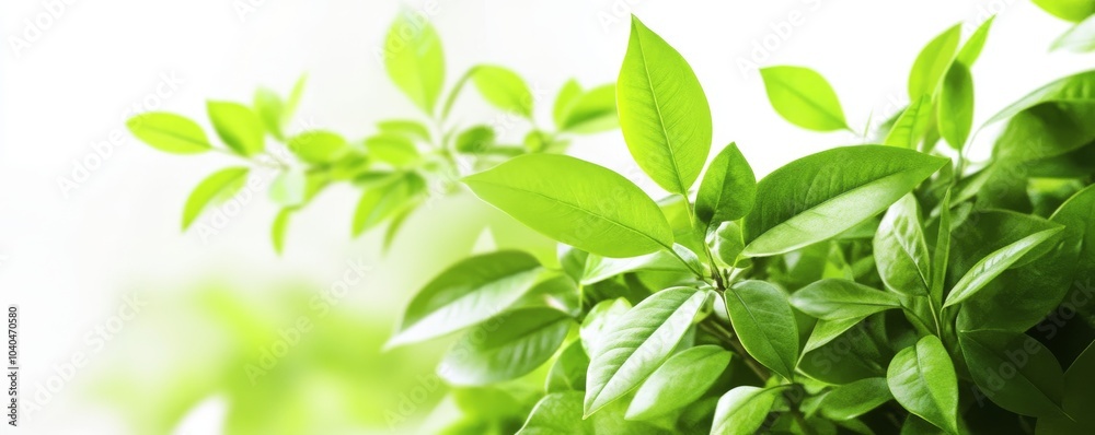 Fresh green leaves showcasing the beauty of nature, perfect for design and wellness themes. Fresh green leaves showcasing the beauty of nature, perfect for design and wellness themes.