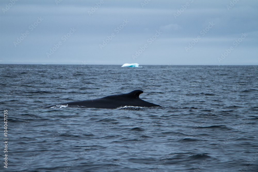 Whale Surfacing in Arctic Waters Whale Surfacing in Arctic Waters
