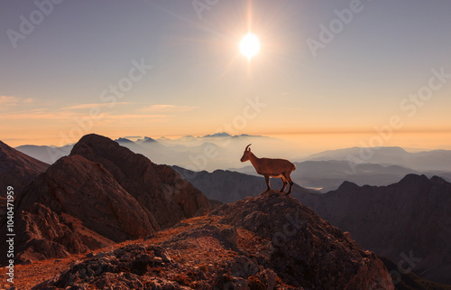 Chamois in the alps of slovenia during sunrise with golden warm light sun animal photo