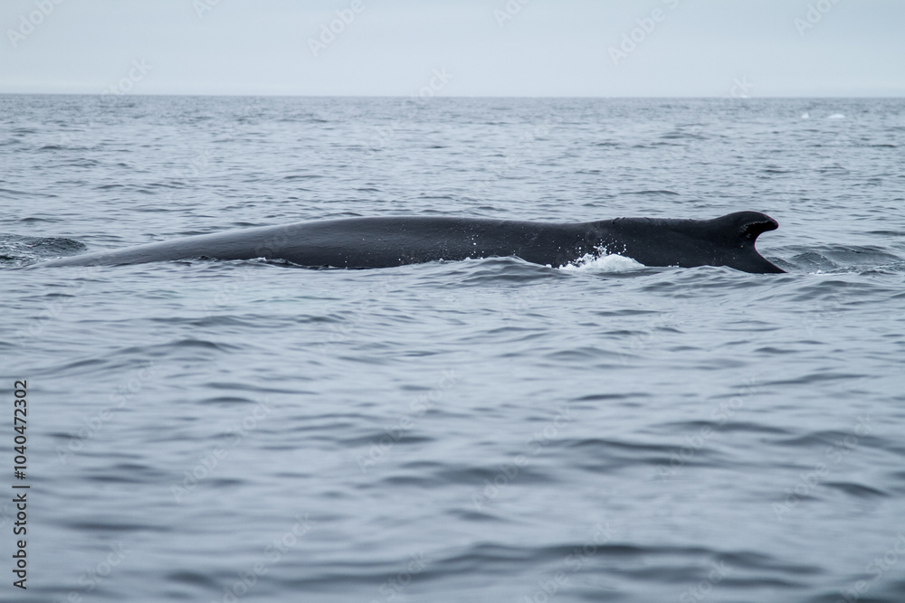 Fototapeta premium Humpback Whale in Arctic Waters
