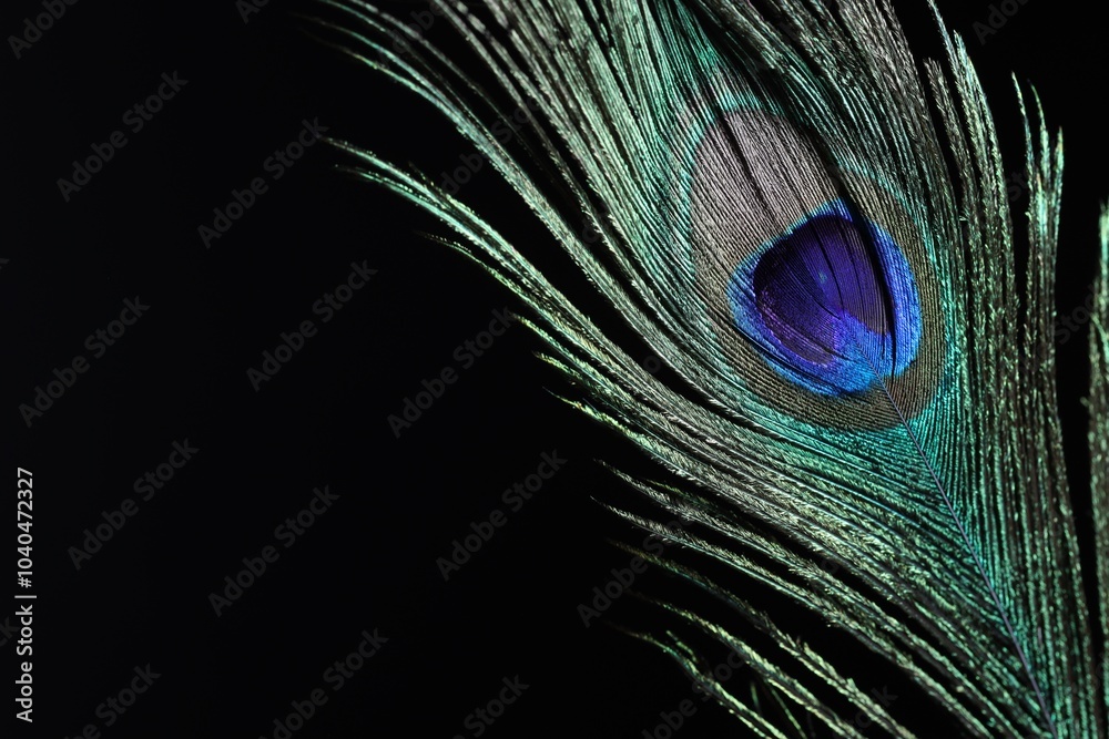 Obraz premium One beautiful peacock feather on black background, closeup. Space for text