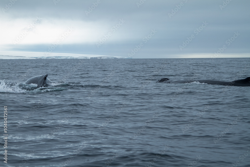 Fototapeta premium Whales Swimming in Arctic Waters