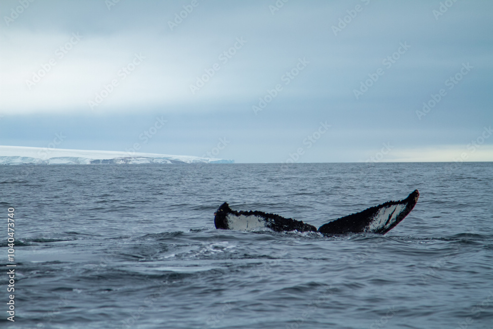 Fototapeta premium Whale Tail in Arctic Waters