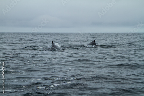 Whales in Arctic Waters