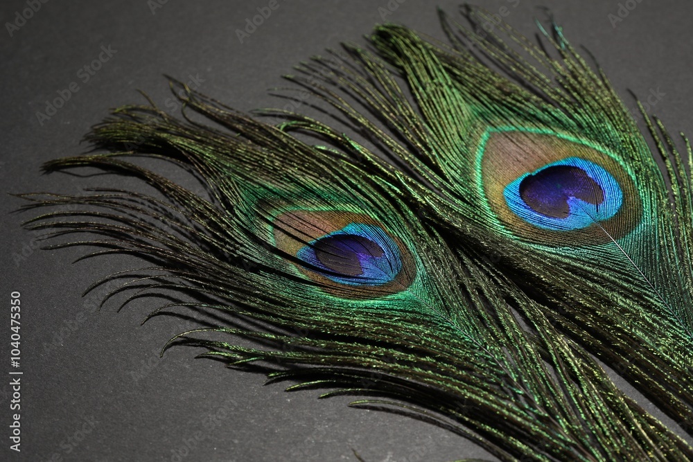 Fototapeta premium Two beautiful peacock feathers on black background, closeup
