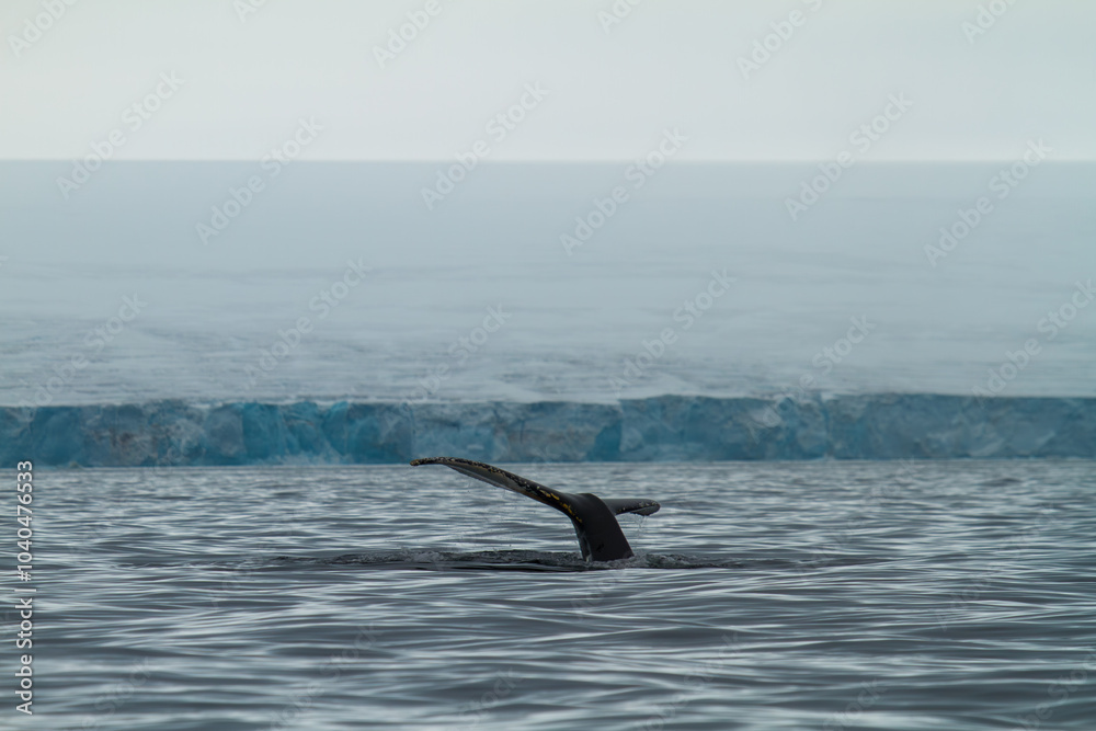 Fototapeta premium Humpback Whale Tail in Arctic Waters