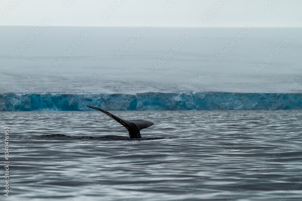 Fototapeta premium Humpback Whale Tail in Arctic Waters