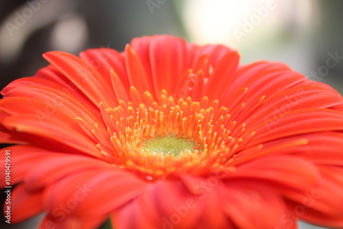 red gerbera flower