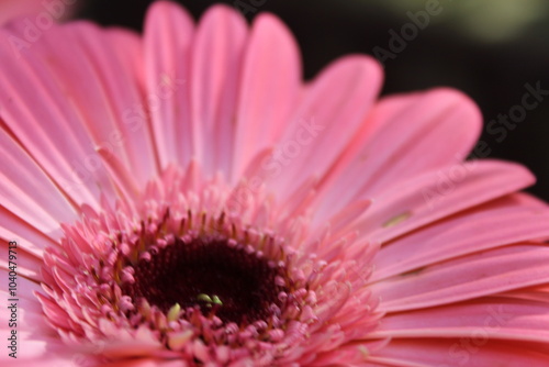 pink gerbera daisy