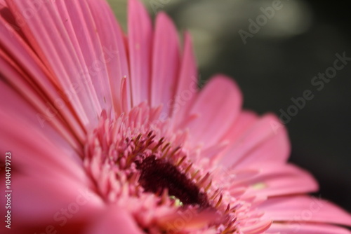 close up of pink flower