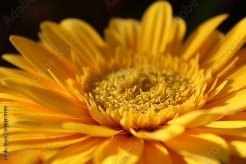 yellow flower macro