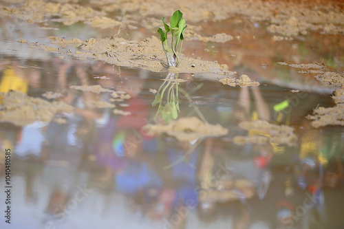 Paku Rawan trees grow in the mud area photo