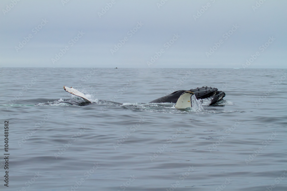 Fototapeta premium Humpback Whales in Arctic Waters