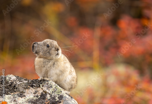 Fototapeta Naklejka Na Ścianę i Meble -  Collared Pika on a Rock in Denali National Park Alaska in Autumn