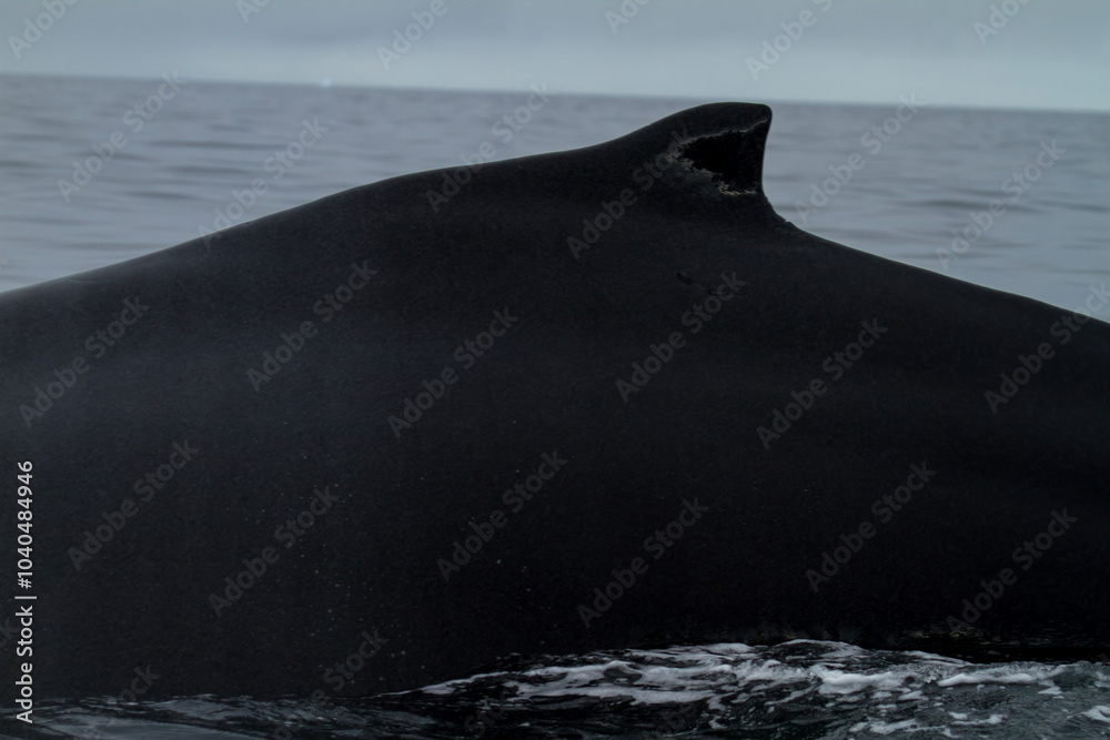 Fototapeta premium Majestic Humpback Whale in Polar Waters