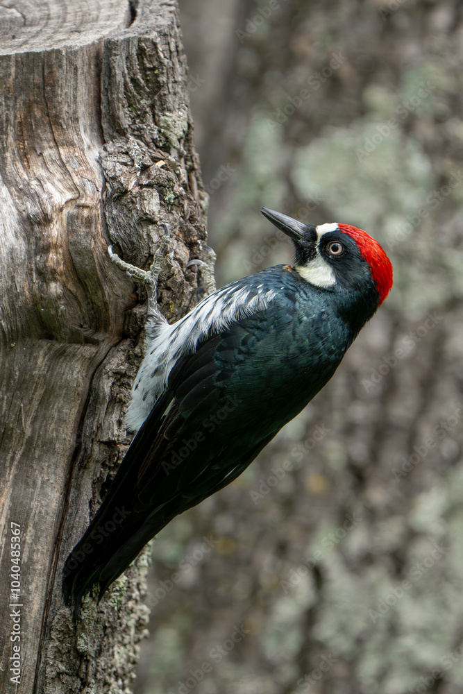 Naklejka premium Acorn Woodpecker Carpintero Bellotero Melanerpes formicivorus