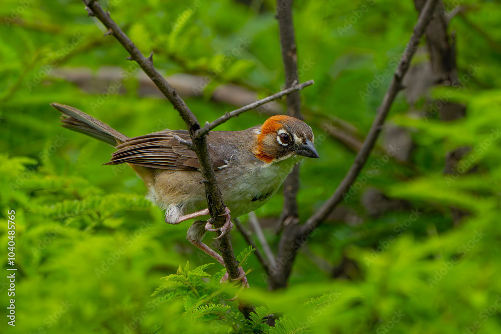 Fototapeta premium Rascador Nuca Canela, Melozone kieneri