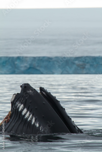 Humpback Whale feeds in Arctic Waters photo