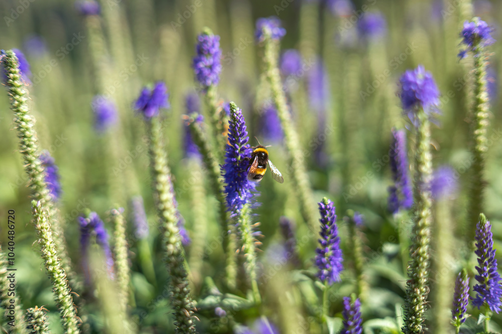 Obraz premium bee gracefully perched on a vibrant blue flower, diligently collecting nectar. This intimate moment highlights the beauty of nature and the essential role of pollinators in ecosystems