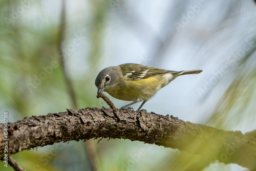 Foto Cassin's Vireo, Vireo de Cassin,  Vireo cassinii