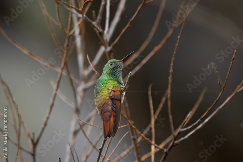 Hummingbird Berilo Saucerottia beryllina photo