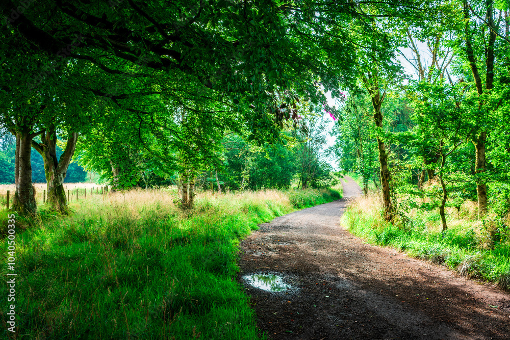 Naklejka premium Track through trees, Locherwood and Ladymuir Woodland, Renfrewshire, Scotland, UK