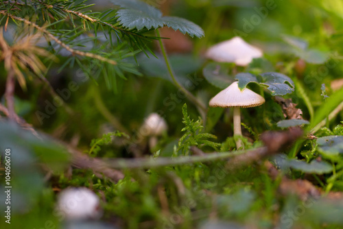 Small white mushrooms growing in the green moss of the forest photo