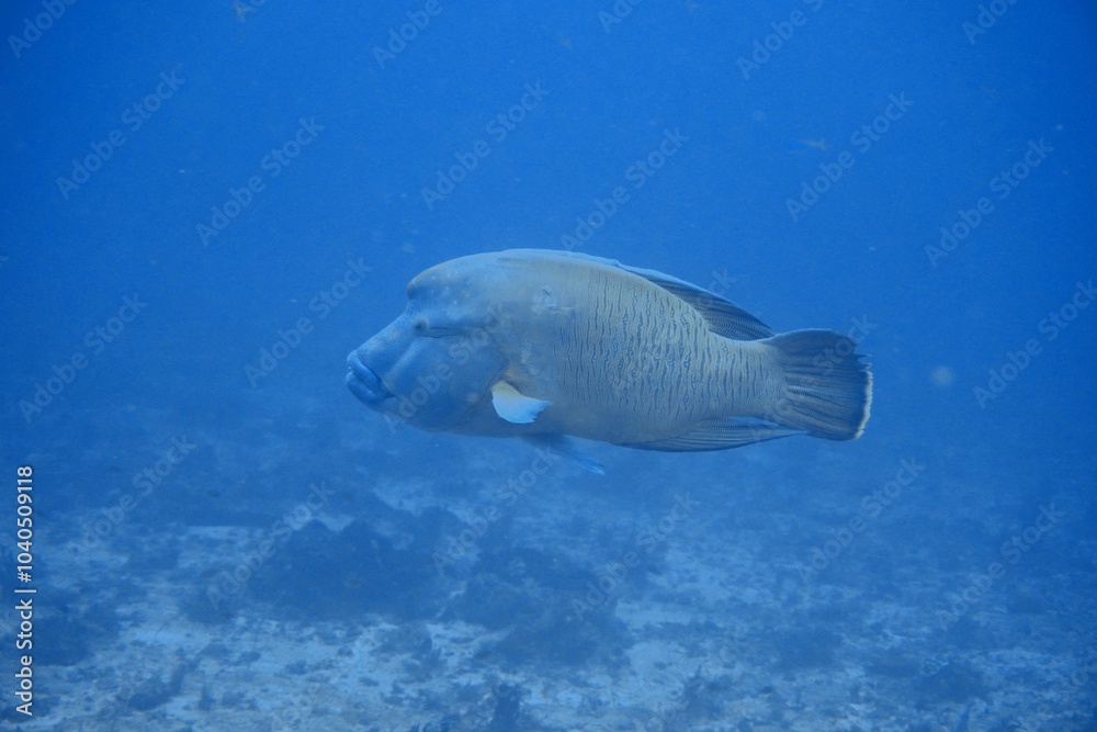 Obraz premium Napolean wrasse