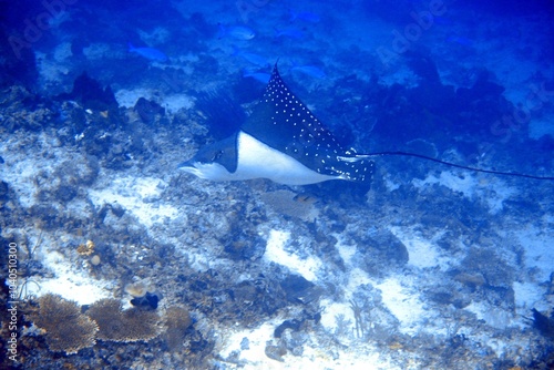 Eagle Ray