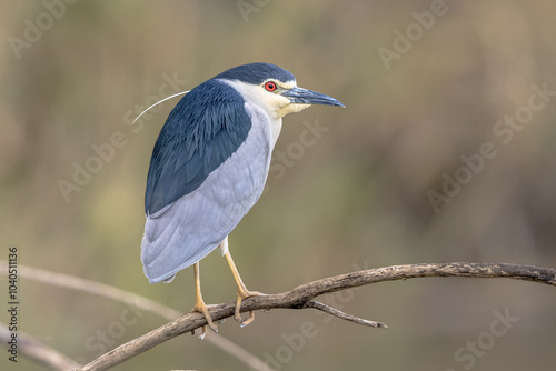 Foto Black crowned Night Heron
