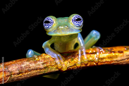 Ghost glass frog wth magnificant eyes