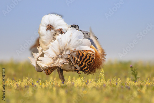 Great Bustard Display in Grassland