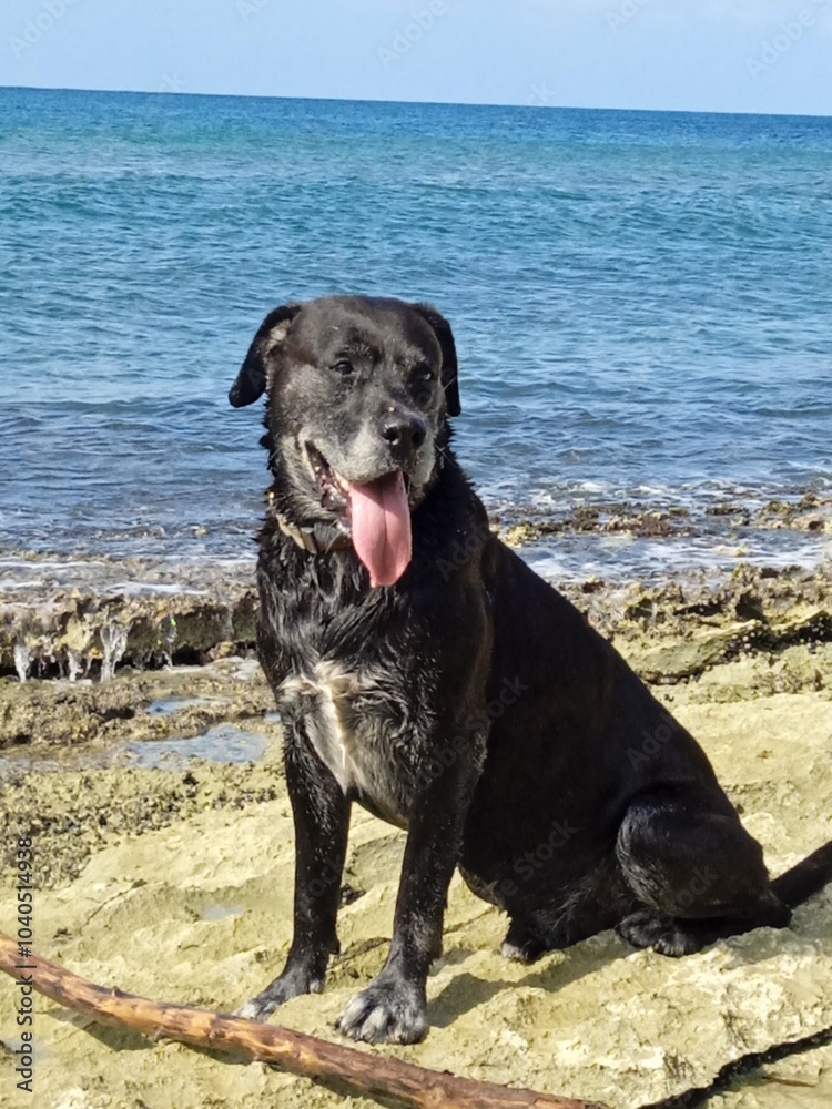 Un beau chien noir assis devant la mer Un beau chien noir assis devant la mer