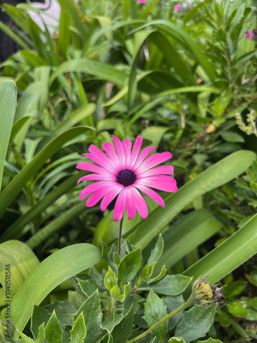  Closeup of vibrant pink daisy in sunny garden