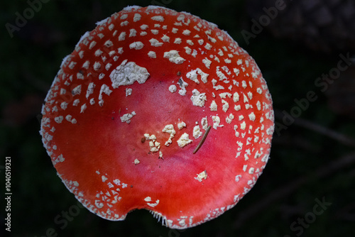 Closeup of Amanita muscaria fly agaric mushroom cap in the forest photo