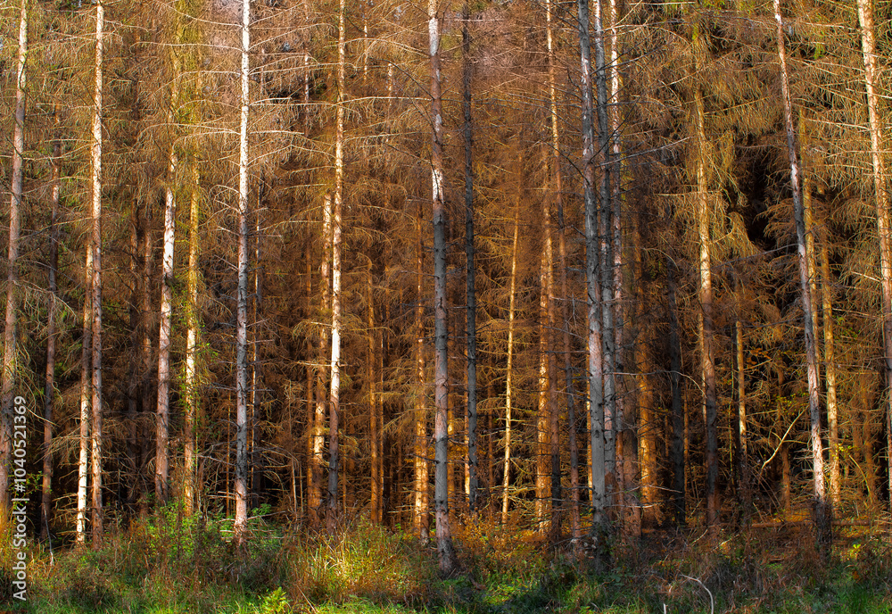 Obraz premium Autumn forest, brown pine trees in a row