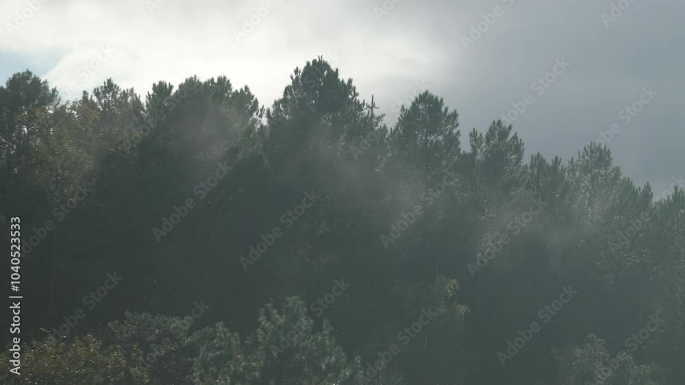 Pins dans la brume
