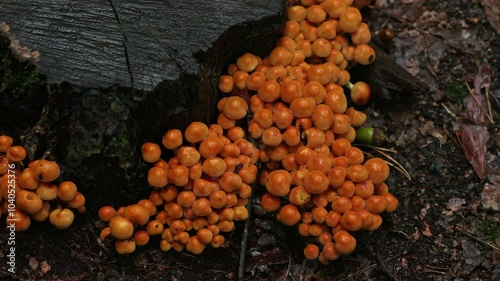 Champignons en groupe