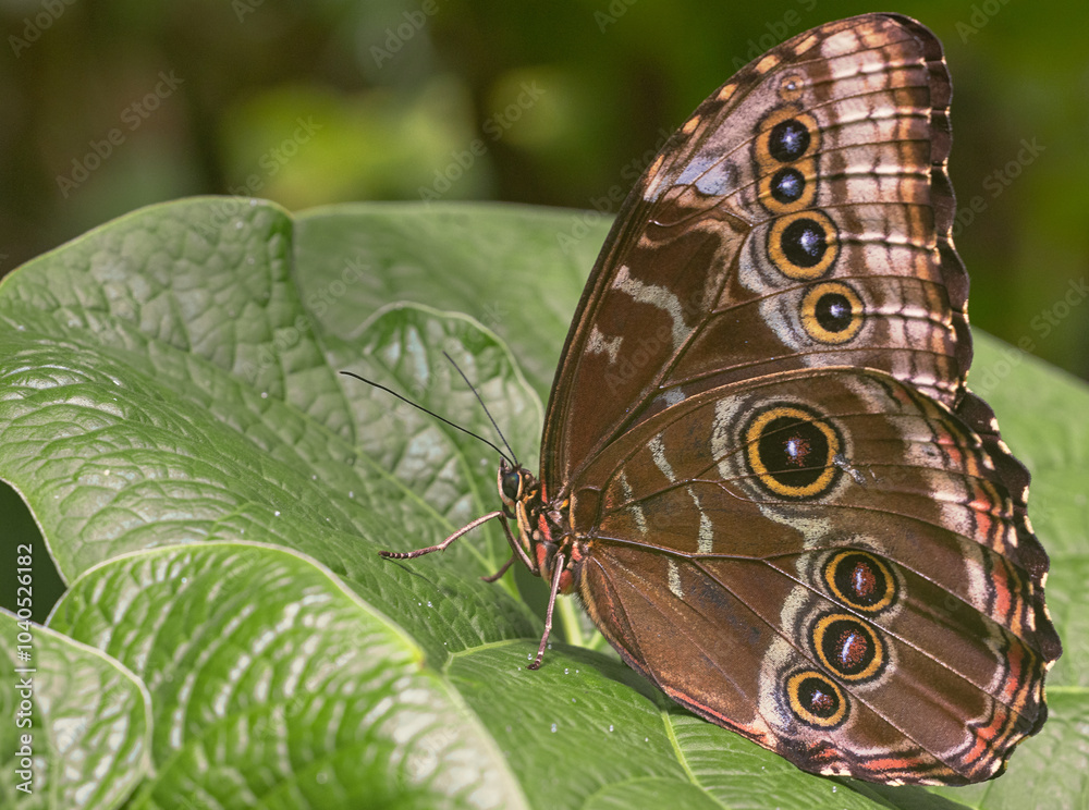 Fototapeta premium Schmetterling