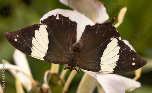 Schmetterling photo