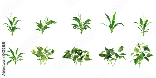 Wallpaper Mural 3d rendering of Peace lily plants on transparent background Torontodigital.ca