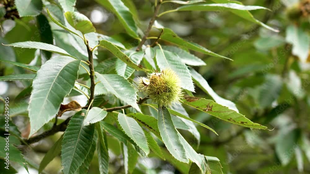 Cracked sweet chestnut fruit with lush foliage on autumn tree close up Cracked sweet chestnut fruit with lush foliage on autumn tree close up