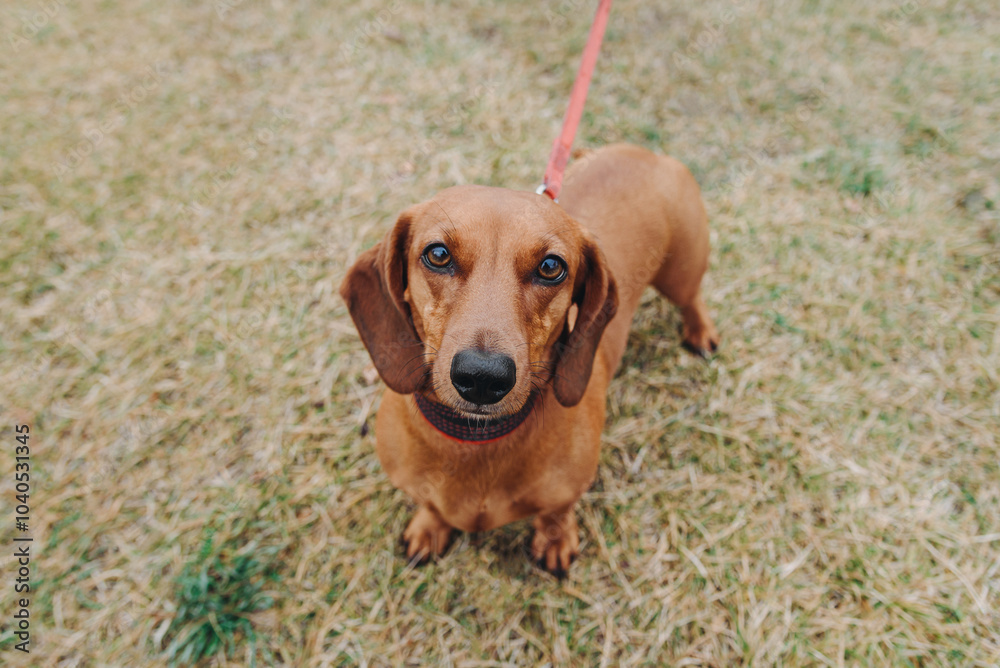 beautiful little brown dachshund walking in park on leash with its owner, looking at camera, dogwalking concept