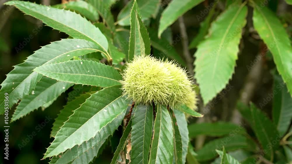 Prickly chestnuts hang from tree branches in autumn season. Castanea sativa in Spanish forest Prickly chestnuts hang from tree branches in autumn season. Castanea sativa in Spanish forest