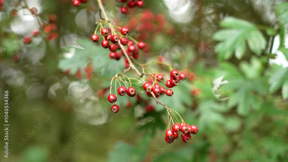 Luminous red Hawthorn berries dangle from a slender branch contrasting beautifully with the vibrant green leaves in wild nature Luminous red Hawthorn berries dangle from a slender branch contrasting beautifully with the vibrant green leaves in wild nature