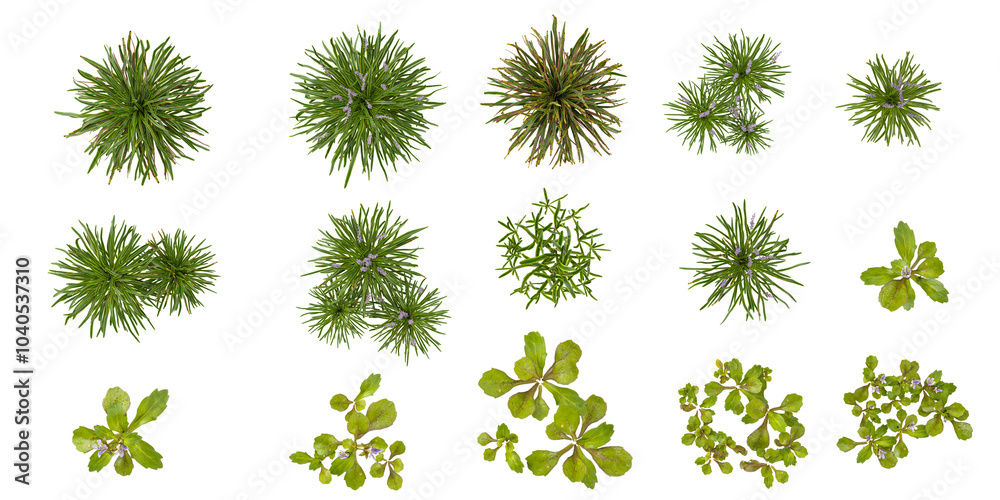 Collection of reptans,pumilus,variegata plants isolated on transparent Canvas from the top view