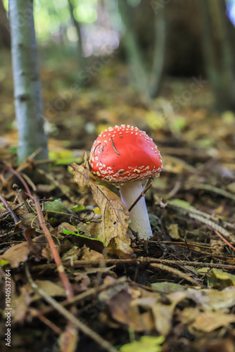 Kleiner Fliegenpilz im Wald